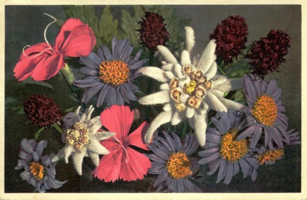 Edelweiss Vorderseite