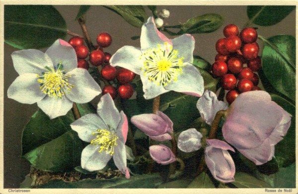 Christrose Vorderseite