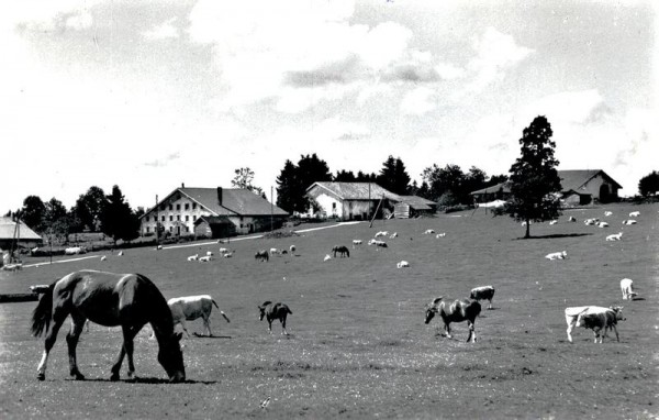 Franches Montagnes, Au Paturage Vorderseite