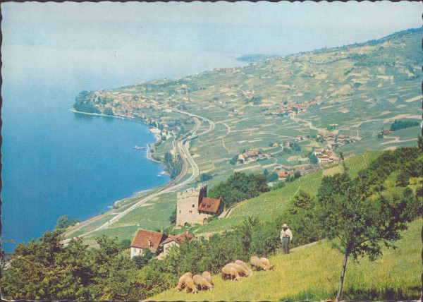Lavaux