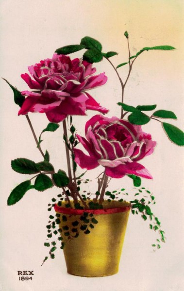 Blumentopf mit Blumen Vorderseite