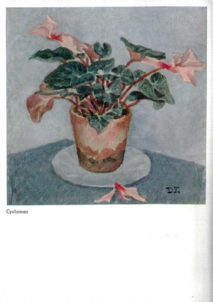 Jackson D., Cyclamen Vorderseite