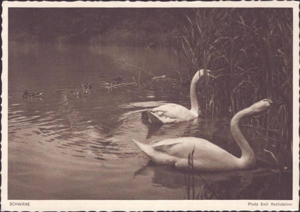 Schwäne, Photo Emil Rechsteiner Vorderseite