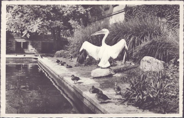 St. Gallen, Stadtpark, Pelikan Vorderseite