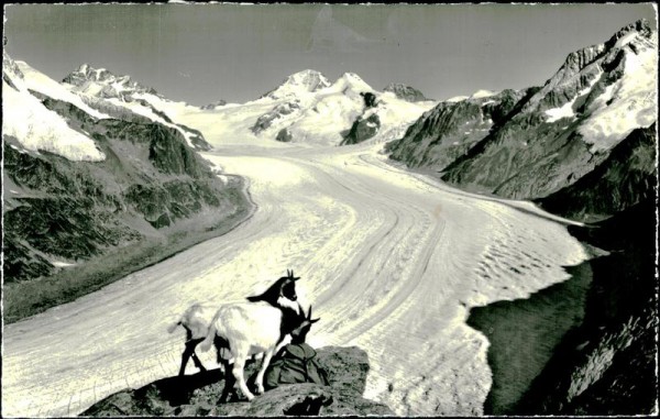 Eggishorn Vorderseite