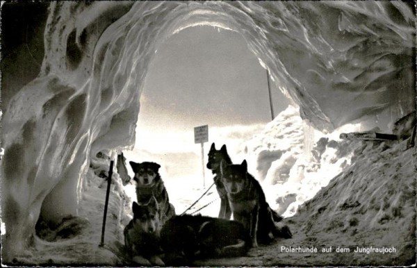 Polarhunde auf dem Jungfraujoch Vorderseite
