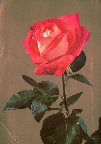 Rose Vorderseite
