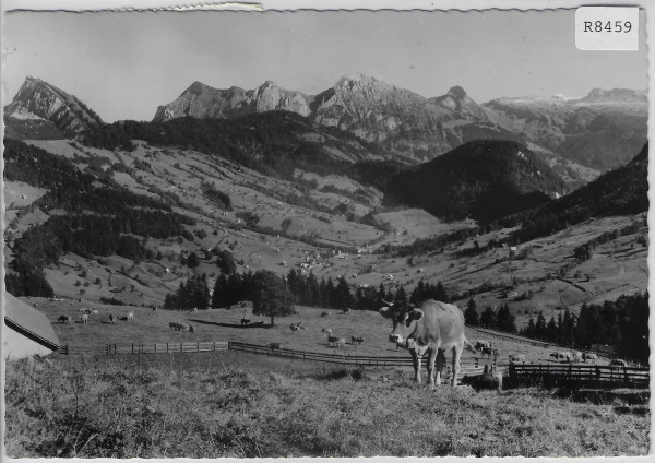 Sattelegg - Blick ins Wägital - Kühe vaches cows