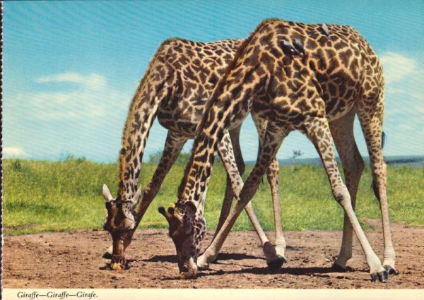 Giraffe