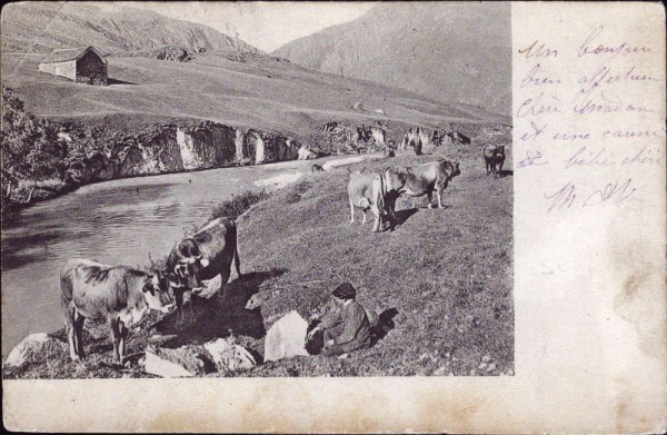 Kühe auf der Alp