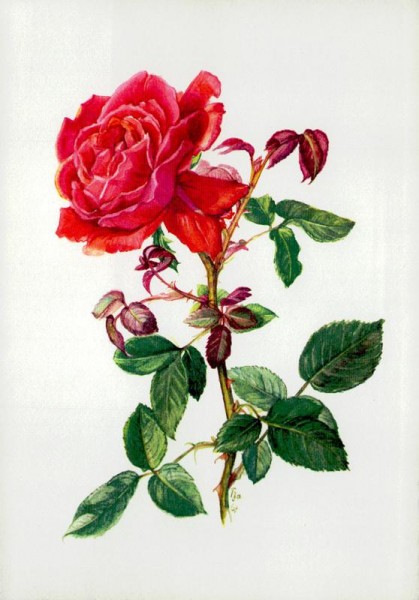 Rose jolie madame Vorderseite