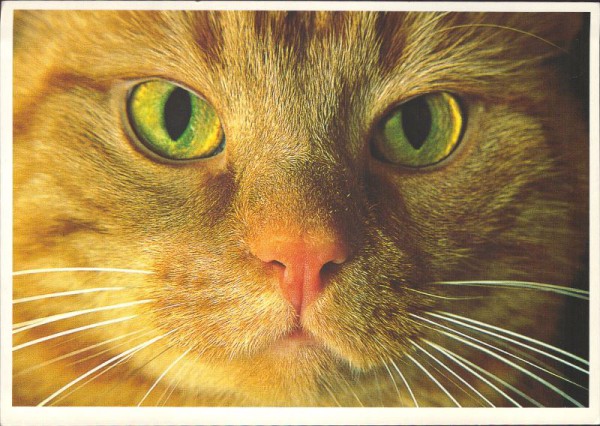 Katzenblick