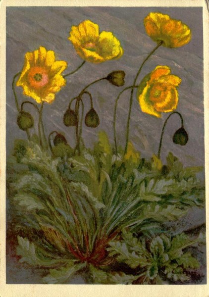 Rhätischer Alpenmohn Vorderseite