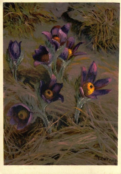 Küchenschelle Vorderseite