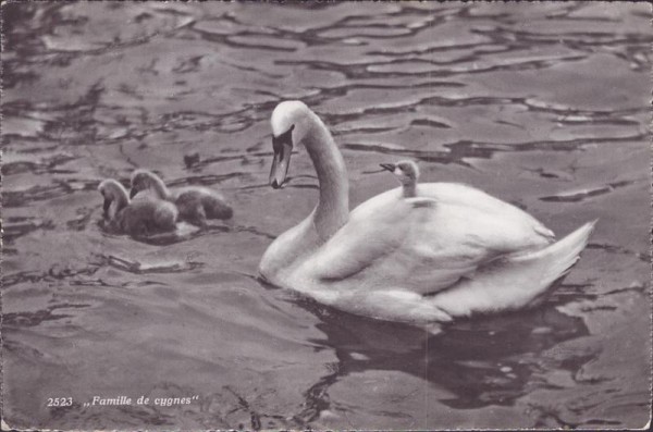 Schwäne, Famille de cygnes Vorderseite