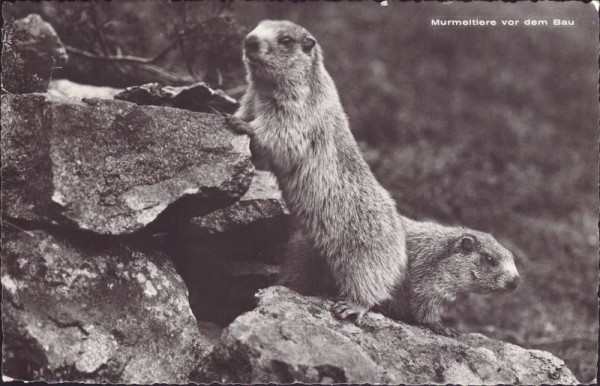 Murmeltiere vor dem Bau