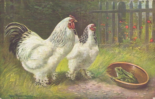 Hühner und Frosch