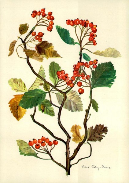 Zweig des Mehlbeerbaumes Vorderseite