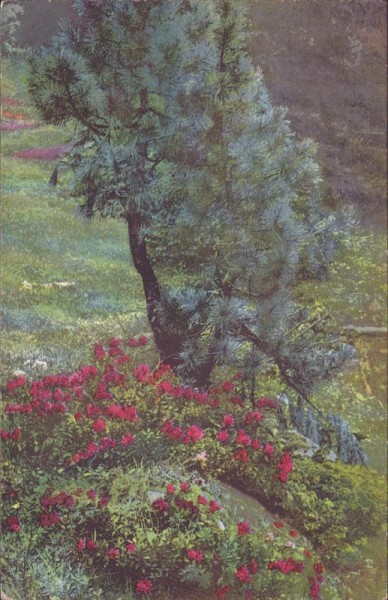Rhododendron hirsutum Vorderseite
