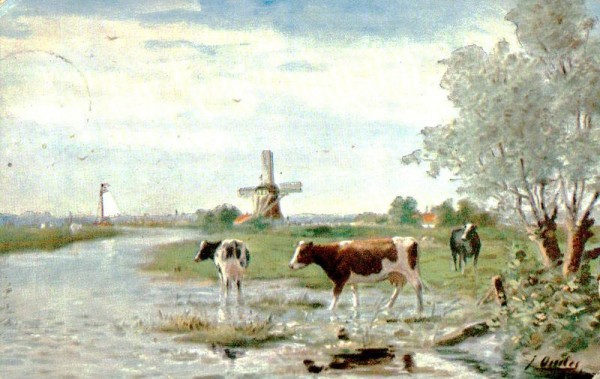 Kühe am Wasser Vorderseite