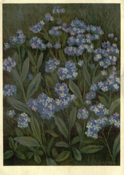 Sumpf-Vergissmeinnicht Vorderseite