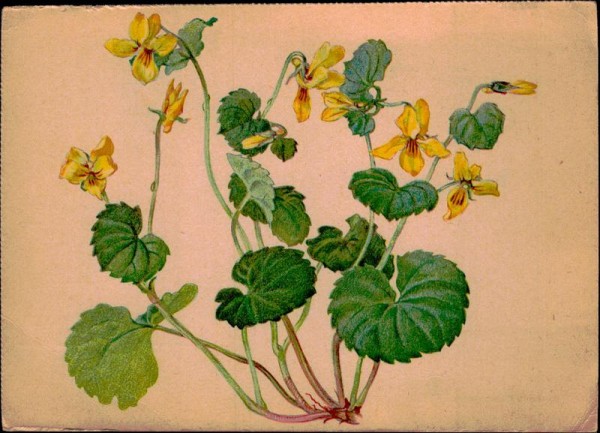 Viola biflora - Zweiblütiges Veilchen Vorderseite