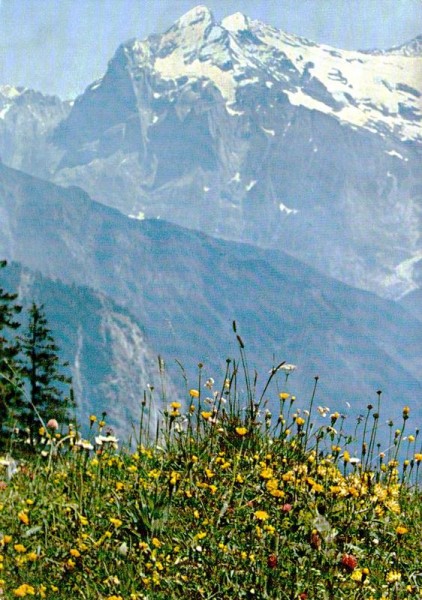 Alpengarten Schynige Platte Vorderseite