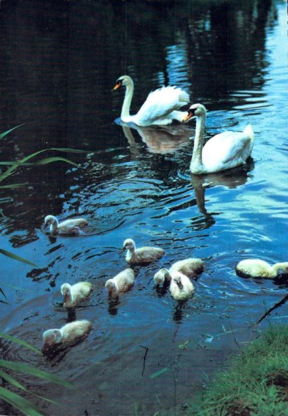 Familie Schwan Vorderseite