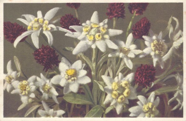 Edelweiss