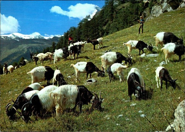 Schwarzhalsziegen auf der Weide Vorderseite