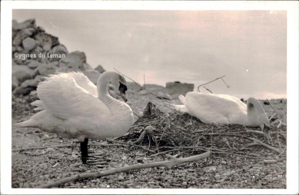 Cygnes du Léman Vorderseite