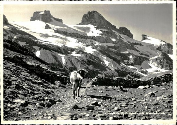 Engelberg, mit Kuh Vorderseite