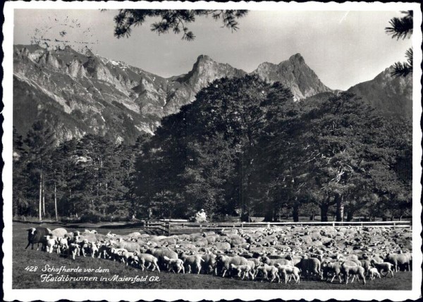 Schafherde in Maienfeld. Vorderseite