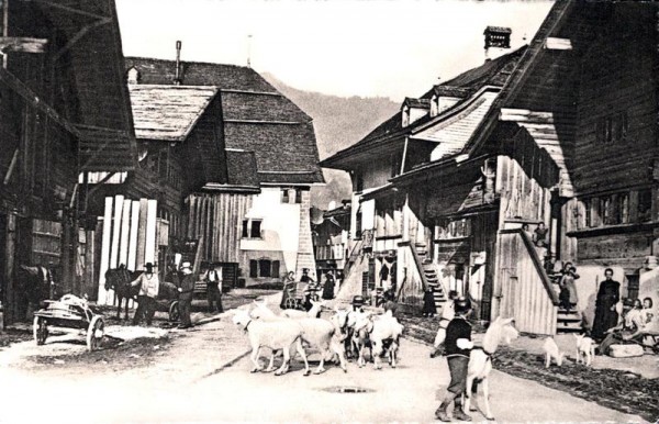 Saanen, Reproduktion Vorderseite