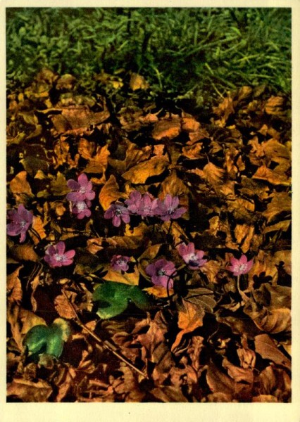 Leberblümchen Vorderseite