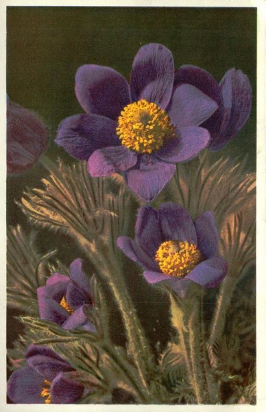 Küchenschelle Vorderseite