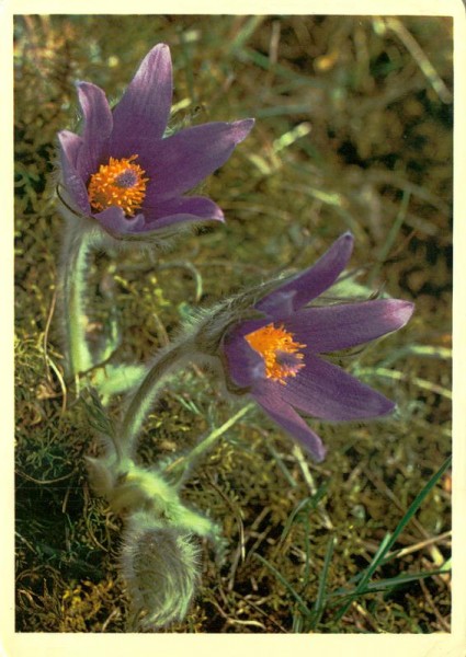 Küchenschelle Vorderseite