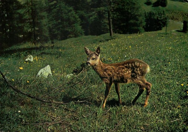 Rehkitz in freier Wildbahn Vorderseite