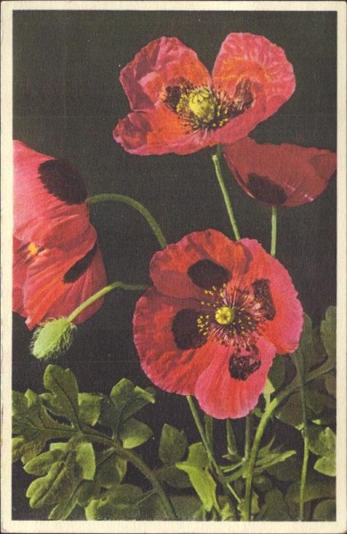Feuermohn Vorderseite