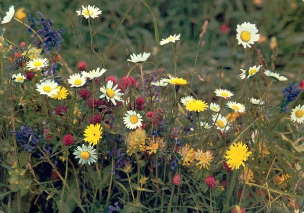 Wiesenblumen Vorderseite