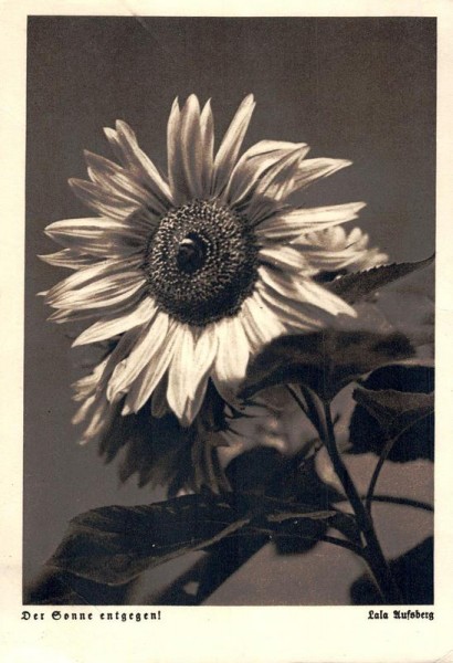 Sonnenmege Vorderseite