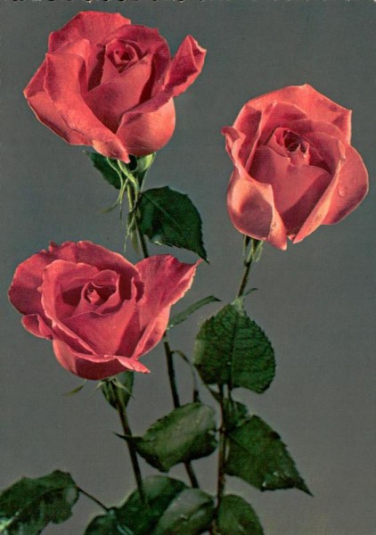 Drei rote Rosen Vorderseite