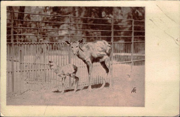 Sumpfantilope im Zoologischen Garten Frankfurt a. M. Vorderseite