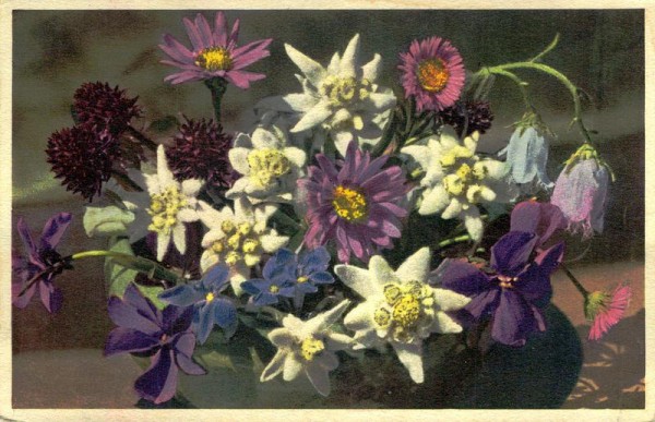 Alpenblumen Vorderseite