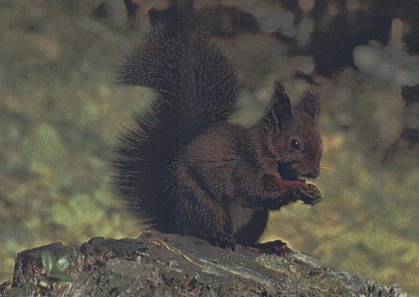 Eichhörnchen Vorderseite