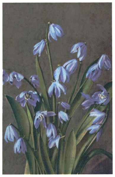 Veilchen Vorderseite