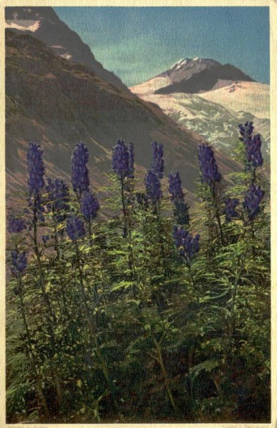 Blauer Eisenhut Vorderseite