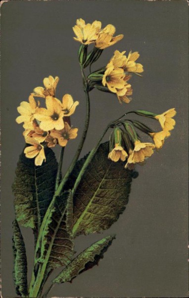 Schlüsselblumen Vorderseite