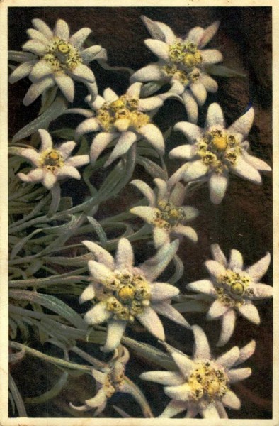 Eselweiss Vorderseite