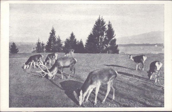 St. Gallen, Wildpark Peter und Paul Vorderseite